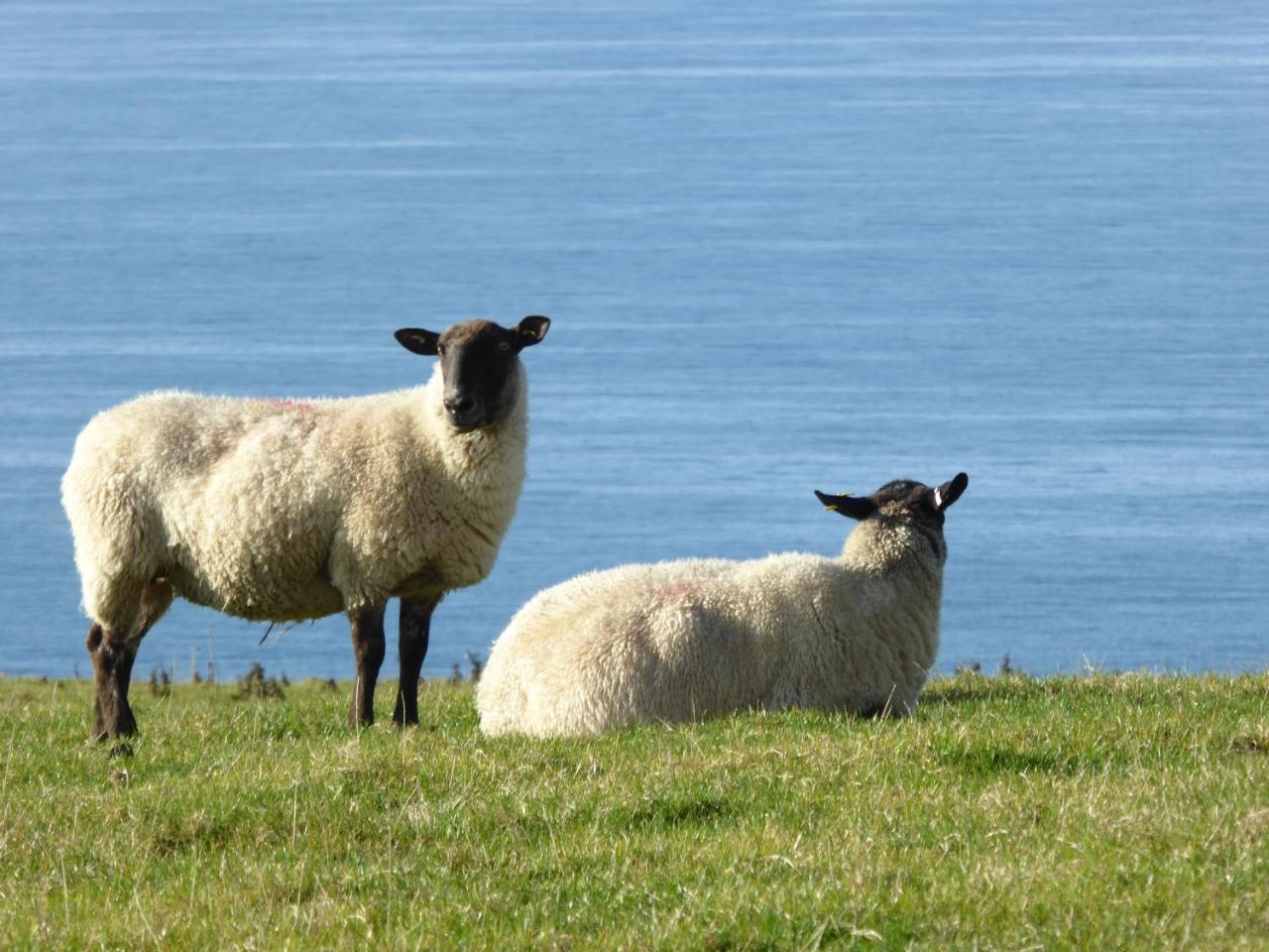 Crackington Haven Lower Tresmorn Farmhouse المظهر الخارجي الصورة